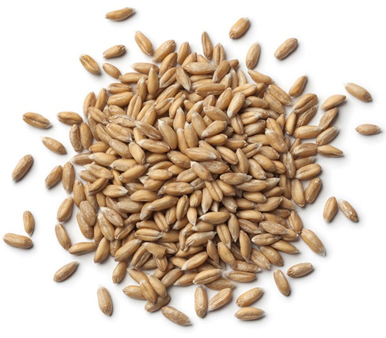 Supreme quality Organic Spelt Grains Supreme quality Organic Spelt Grains