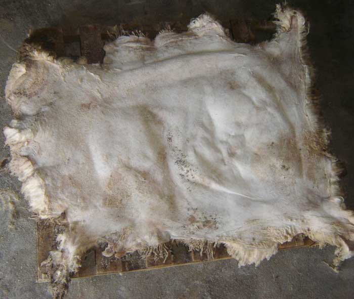 Wet Salted Sheep Skins for Sale