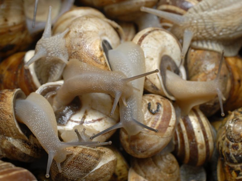 Helix Aspersa Maxima and Muller Snails