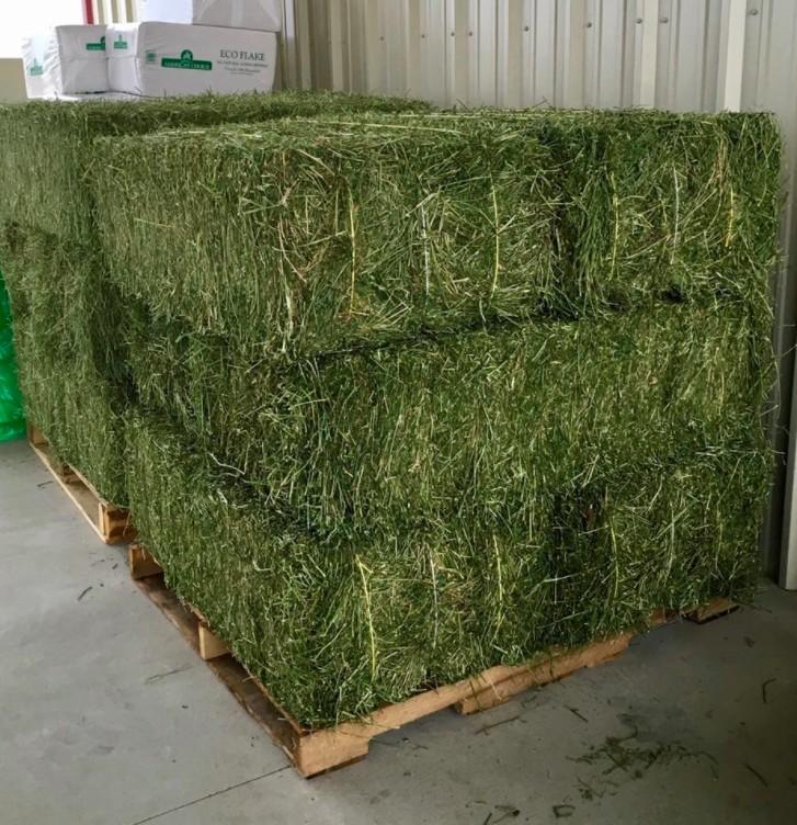 Premium quality Alfalfa Hay Bales