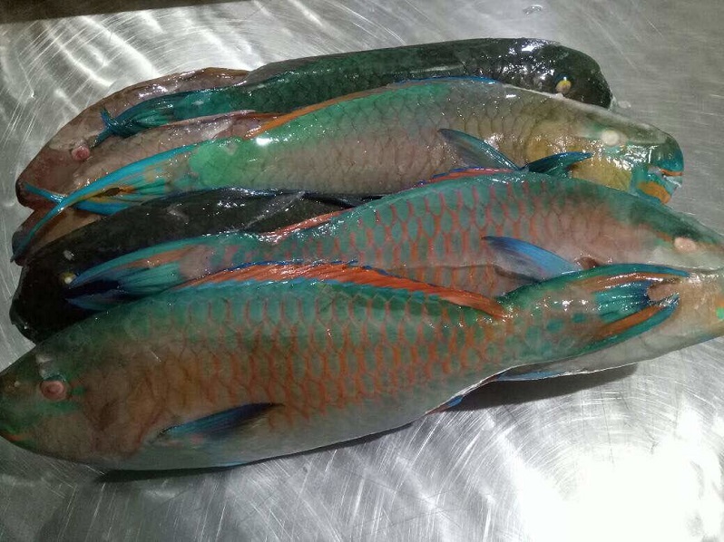 Cheap Frozen Parrotfish for Sale