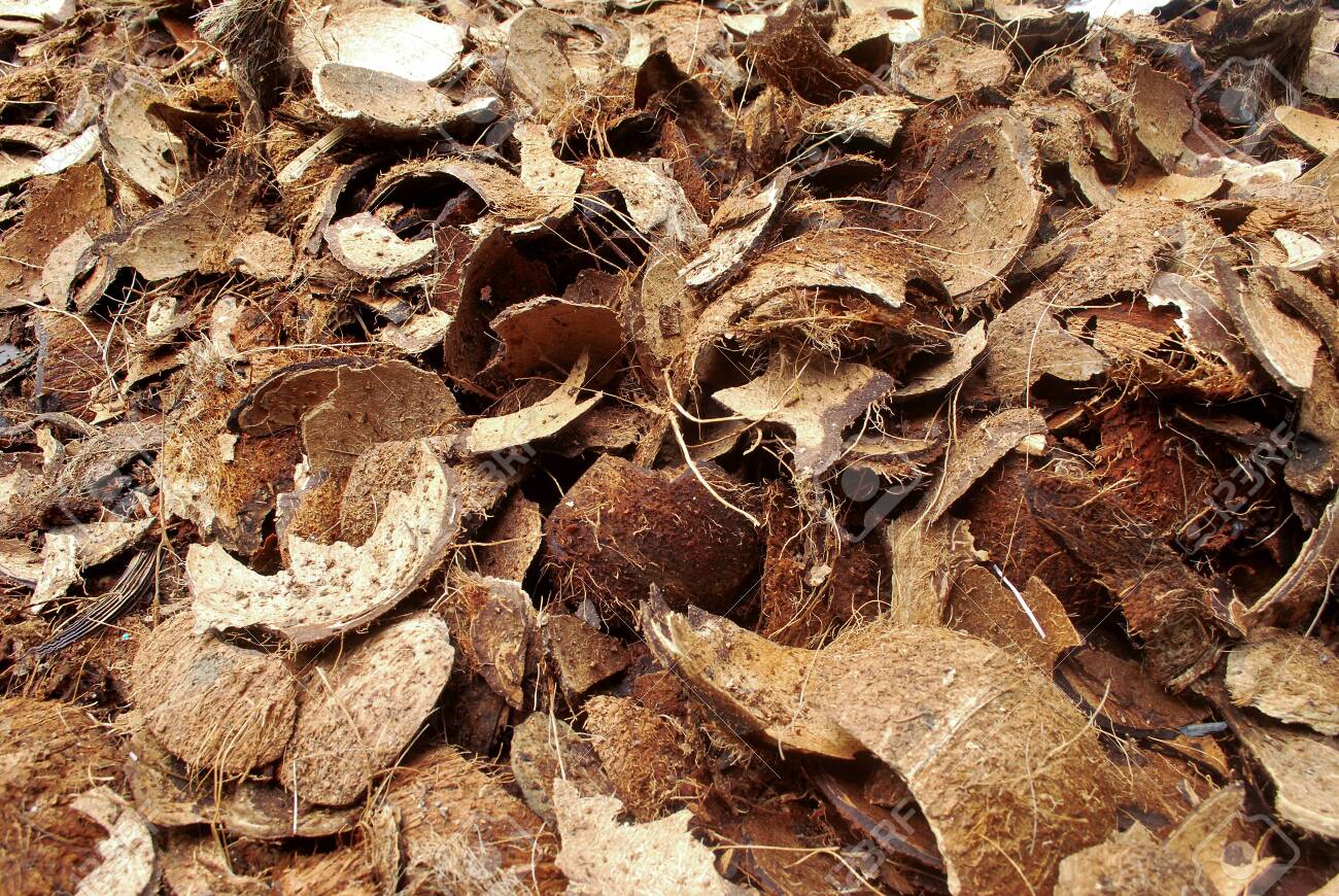 Coconut Shell Chips and Powder