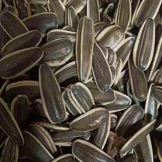 Organic Sunflower Seeds Kernels