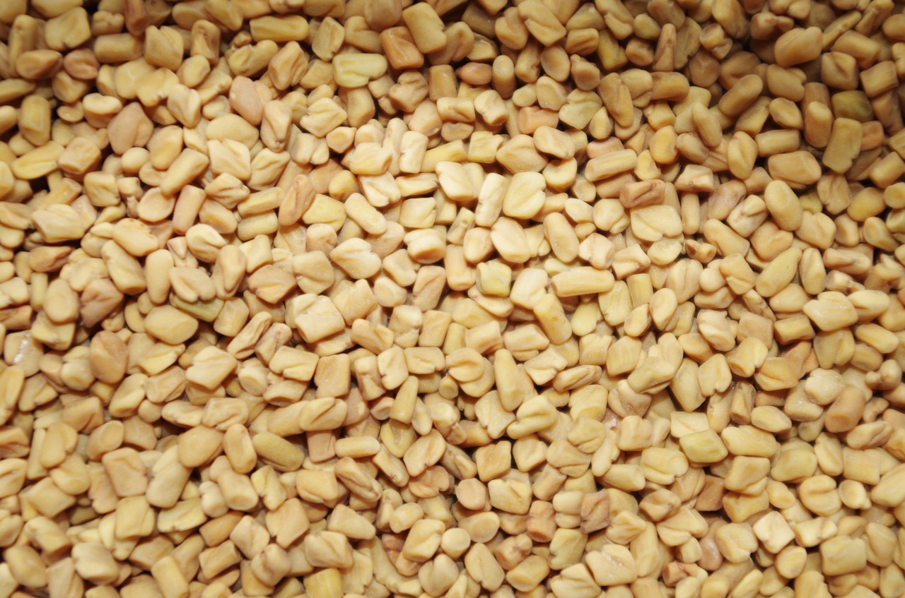 Top Quality Organic Fenugreek Seeds