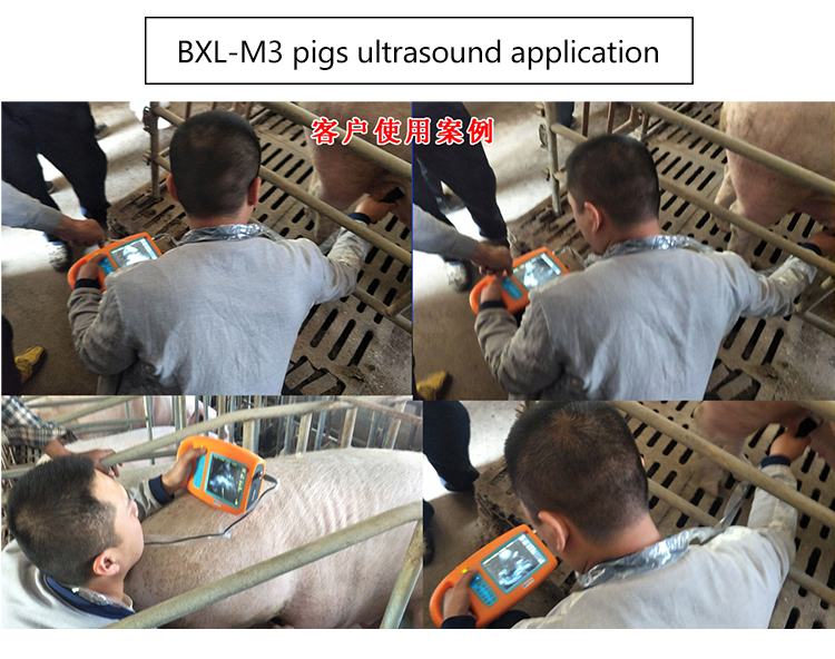 Boxianglai Veterinary Scanners BXLM3 Pig Sheep VET ULTRASOUND 56 Inch Ultrasound Equipment