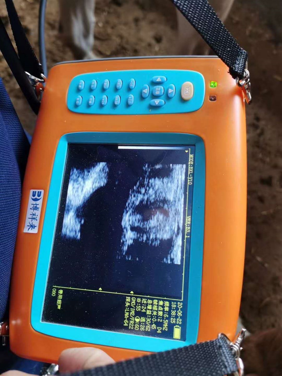 Boxianglai Vet B Ultrasound Scanner BXLV10 bovine Goat Equine Pig Ultrasound Equipment