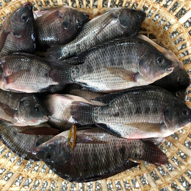 Fresh frozen black whole tilapia fish buyer from Africa