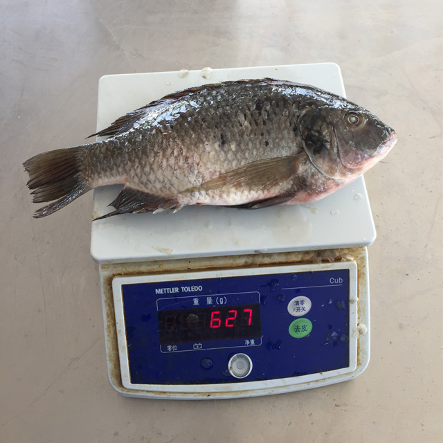 Live tilapia fish US farm raised tilapia