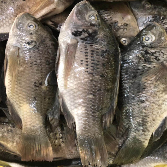 Best Quality Frozen Fish IQF Tilapia Whole Fish