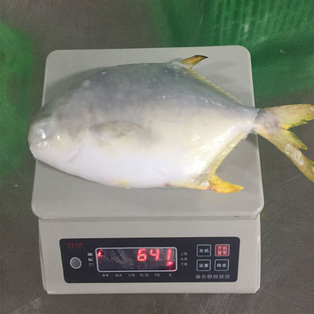 Gain Ocean Food Farm Raised Seafood Available Size Frozen Whole Golden Pompano Fish