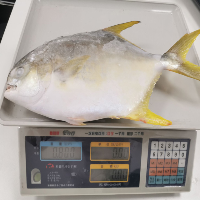 Gain Ocean Food Farm Raised Seafood Available Size Frozen Whole Golden Pompano Fish