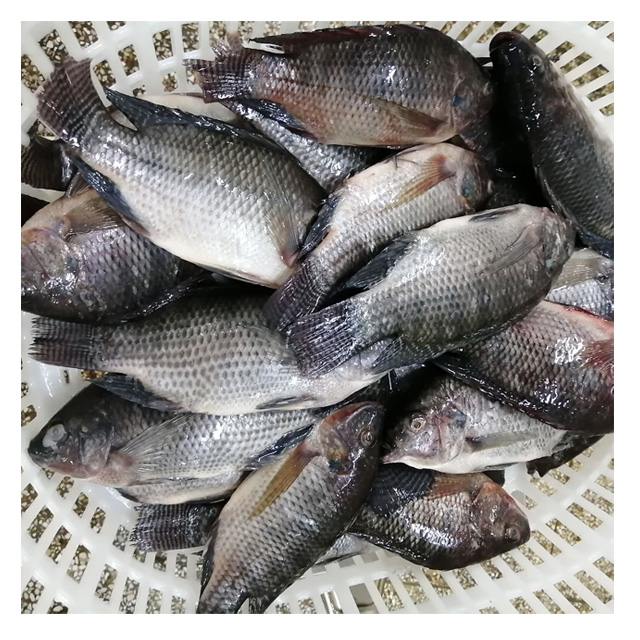 Live tilapia fish US farm raised tilapia