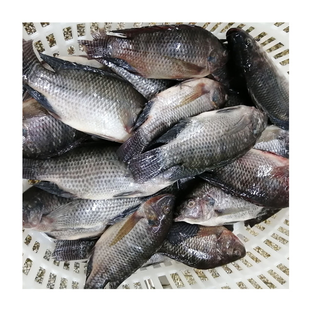 Fresh frozen black whole tilapia fish buyer from Africa