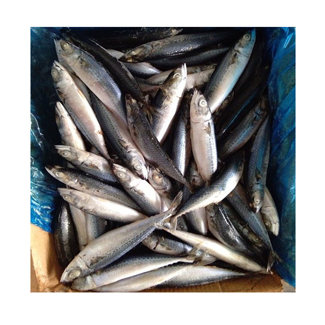 High Quality Frozen Pacific Mackerel Fish