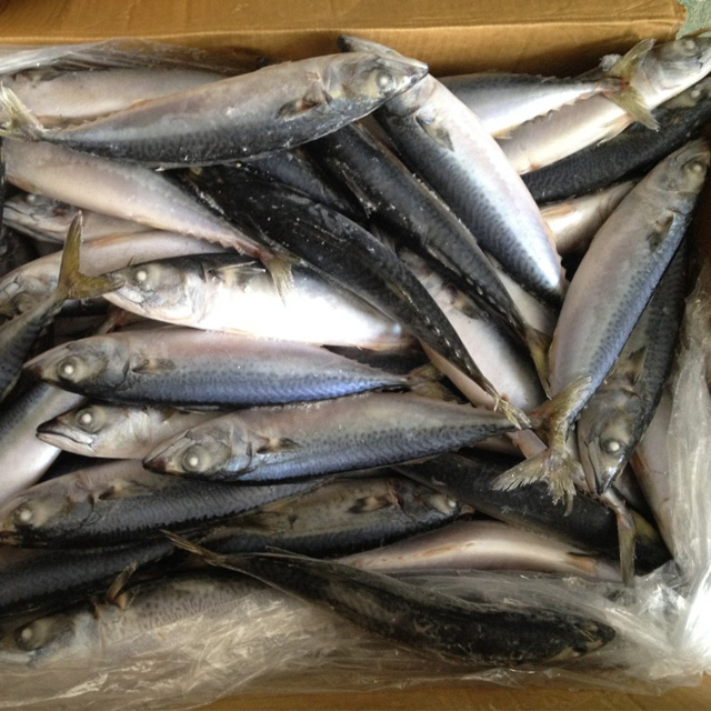 Frozen Pacific Mackerel fish for Sea food suppliers in China