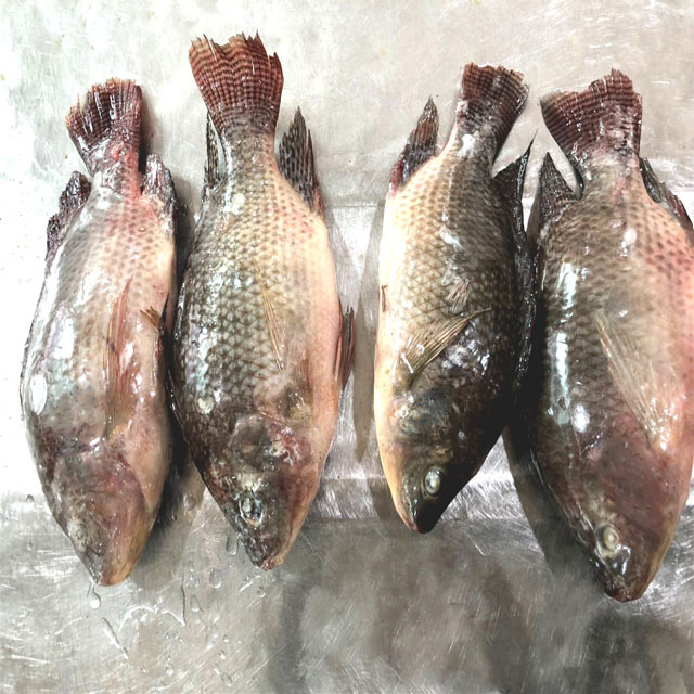 Big quantity tilapia whole round frozen fish