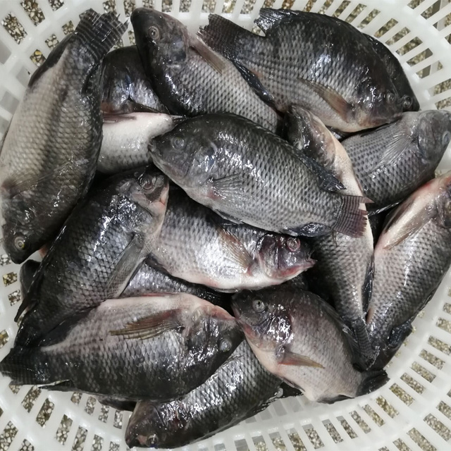 Big quantity tilapia whole round frozen fish