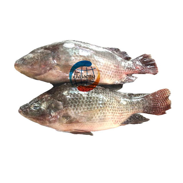 China Frozen Fish Fresh Tilapia Suppliers
