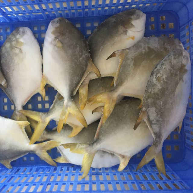 Frozen Seafood China Farm Rais Golden Pompano Discus Fish Supplier