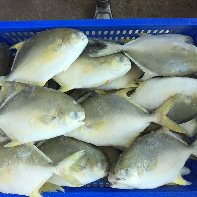 Seafood Frozen Whole Round Farm Raised Golden Pompano Fish