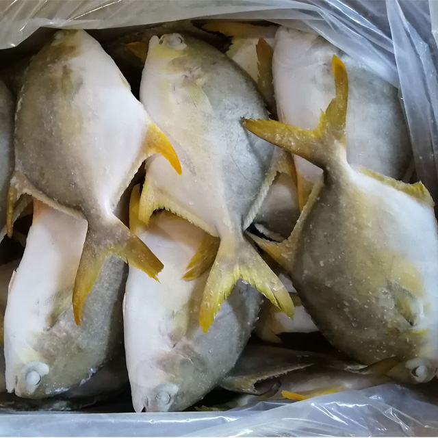 Frozen Seafood China Farm Rais Golden Pompano Discus Fish Supplier