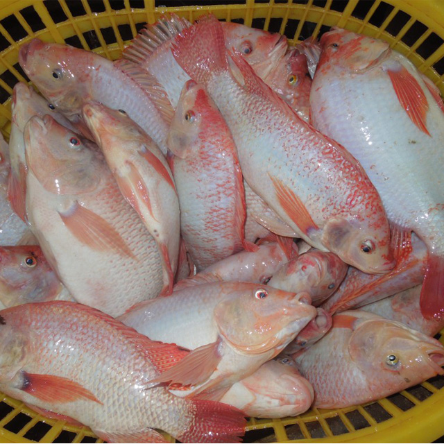 Whole Round Frozen Red Tilapia