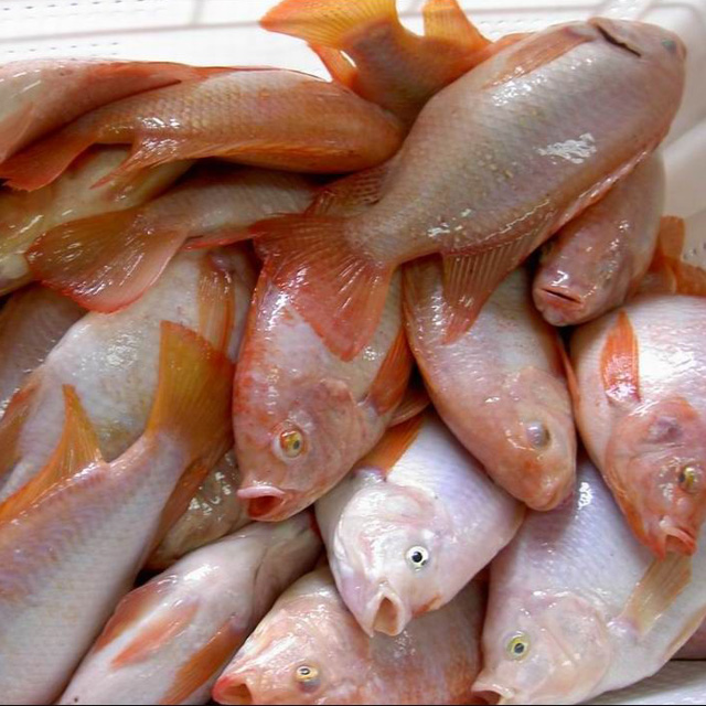 Whole Round Frozen Red Tilapia