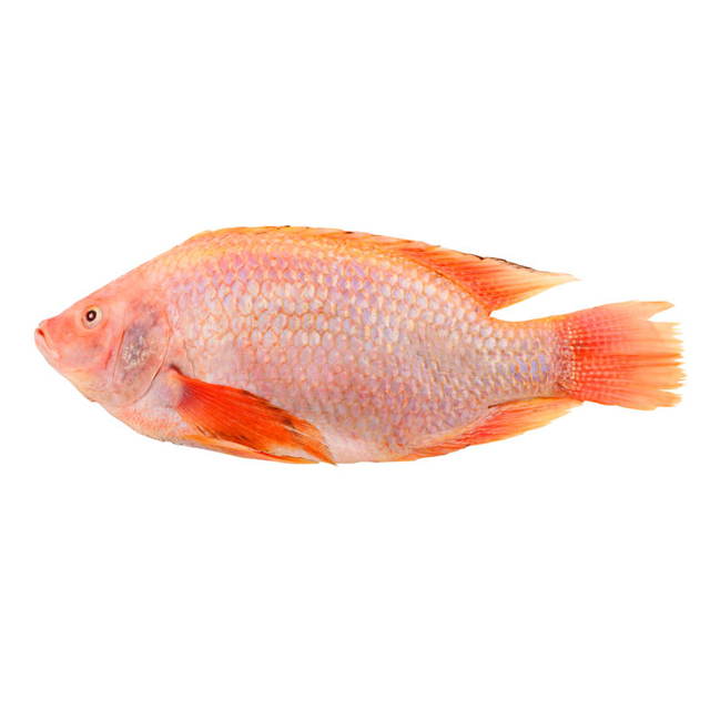 Live Red Frozen Tilapia Manufacture Black Tilapia Stock