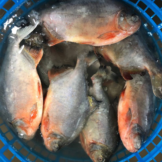 Frozen Fish Suppliers Fresh Red Pomfret Red Pacu Fish