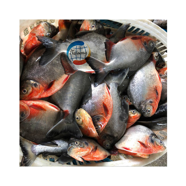 Seafood Frozen Wholesale Red Pomfret 