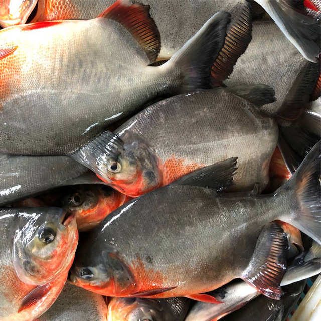 Frozen Fish Red Pomfret Red Pacu