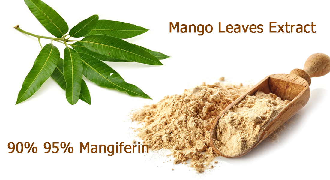 Mango Leaf Extract 90 95 Mangiferin