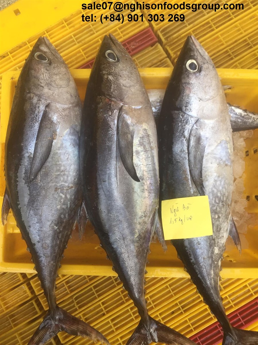 Frozen WR Longtail Tuna Fish from Nghi Son Foods Group Vietnam