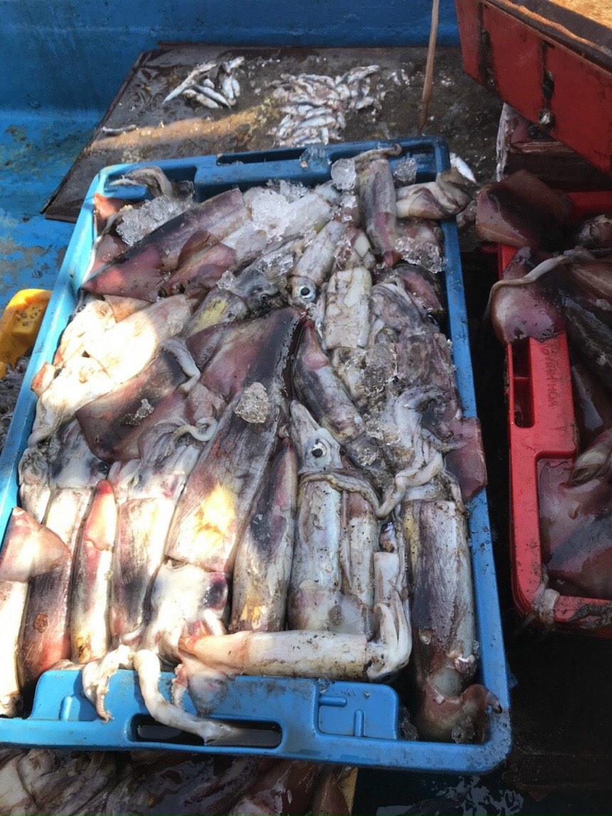 Frozen wr Black Squid from Nghi Son Foods Group