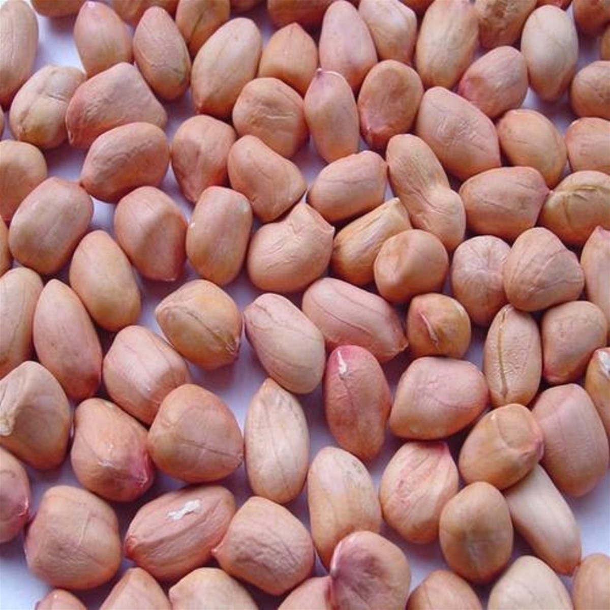 Red peanutblanched peanut kernelsBold PeanutsBlanched Peanuts Java Peanuts Raw