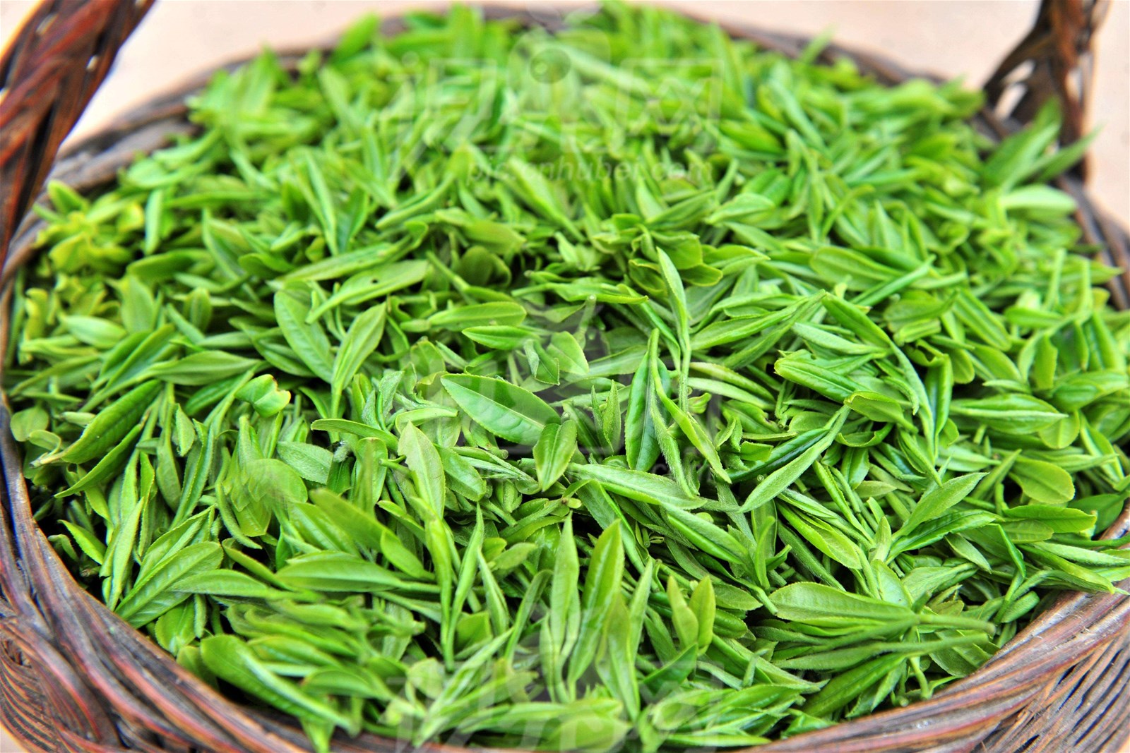 Guzhan maojian green tea good tea chinese tea