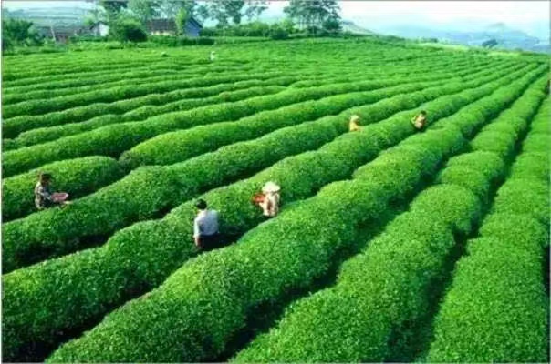 Lanling Green Sword hunan Famous