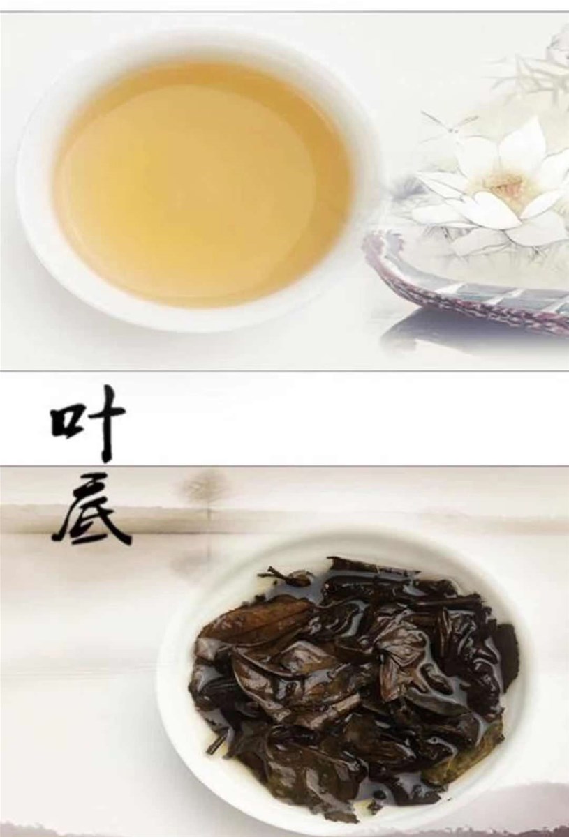 sangzhi White tea china hunan zhangjiajie