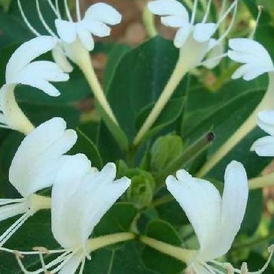 Anti Inflammatory Honeysuckle Flower Extract 5 Chlorogenic Acid Lonicera Japo