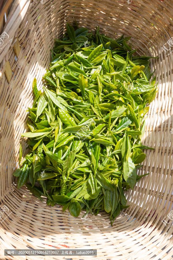 Southern Yue Yunwu Tea hunan green