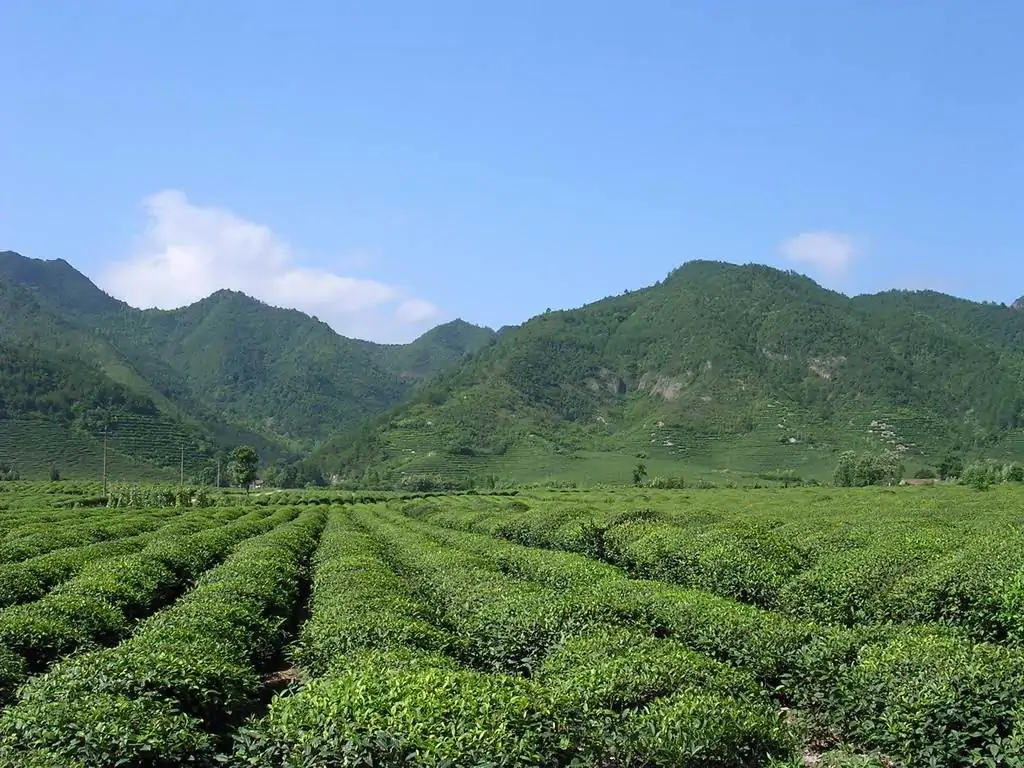 Guzhan maojian green tea good tea chinese