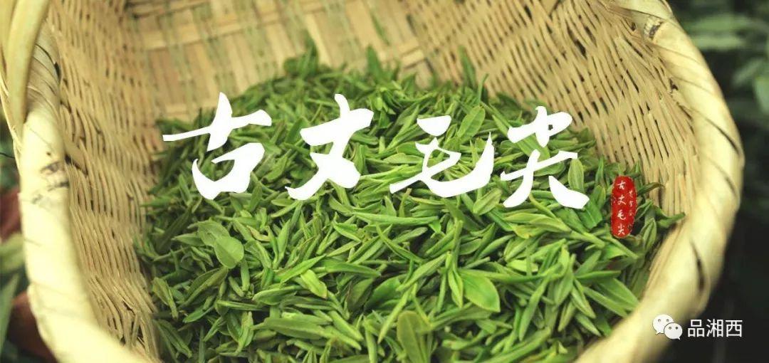 Guzhan maojian green tea good tea chinese
