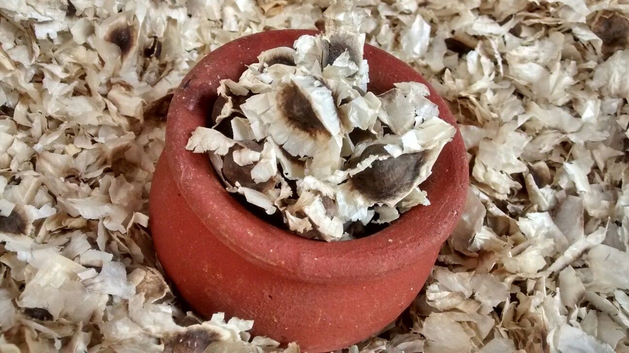 Dried Moringa Seeds with wings