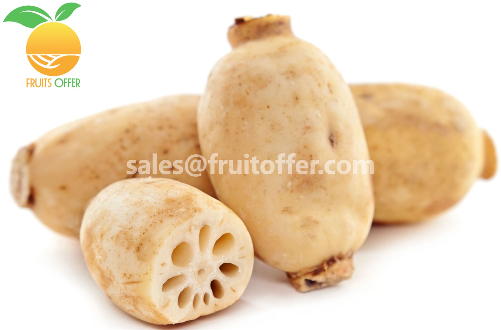 We are supplying frozen lotus root originally come from Vietnam with high quality