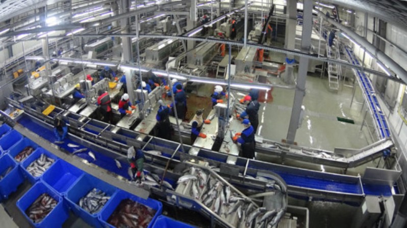 White Fish Meal from Russia pure feed of the highest quality