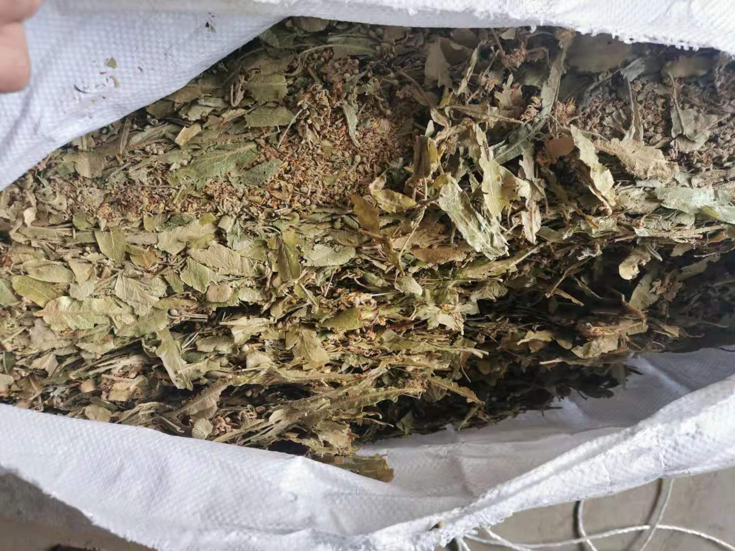 Dried Tilia Cordata Linden Flower Herbal Tea