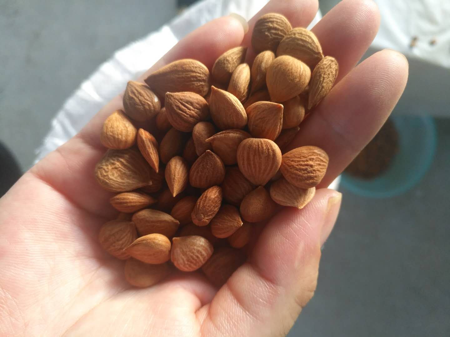 Organic Bitter Apricot Kernels Bitter Apricot Seeds with B17