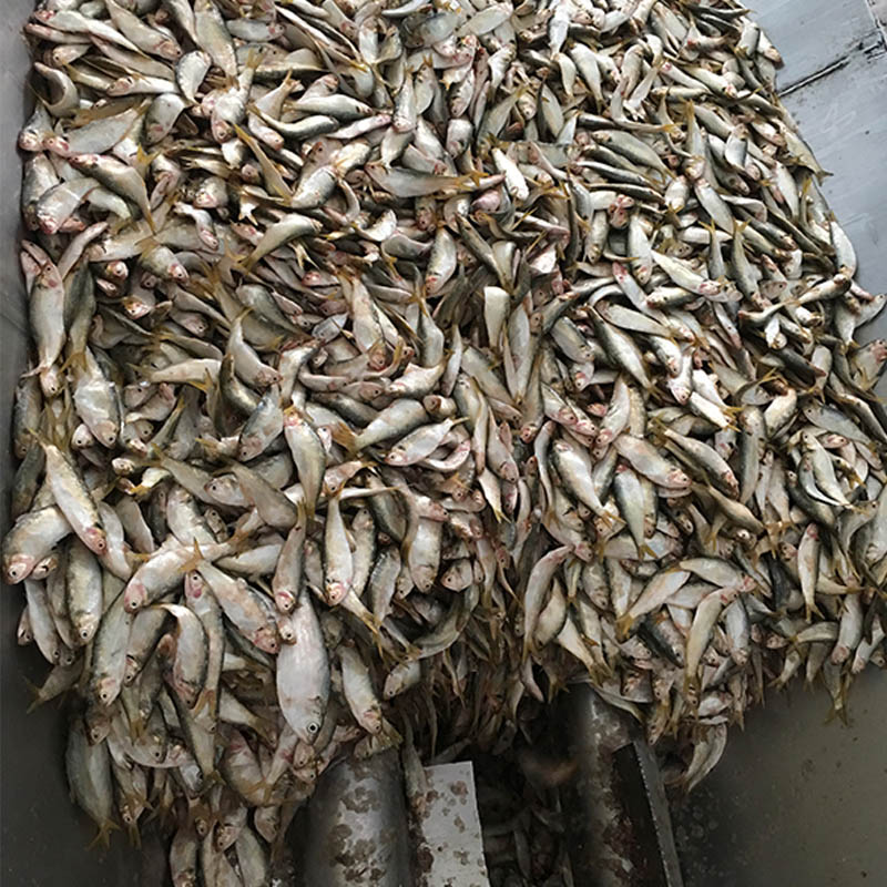 fishmeal plant fish meal and oil production line fishmeal machinery