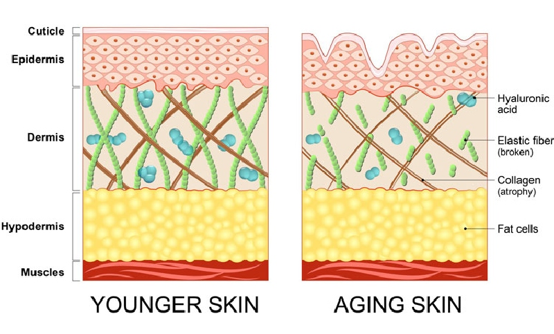 Deep 2ml Injectable Hyaluronic Acid Dermal Filler