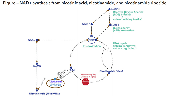 NMN Beta Nicotinamide Mononucleotide for healthy care